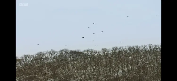 Crow sp. () as shown in Frozen Planet II - Frozen Lands